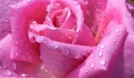 水晶玫瑰最新爆料图片高清,高清爆料图揭秘神秘魅力