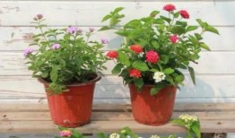 南昌火灾学生爆料视频最新,惊心动魄的生死瞬间