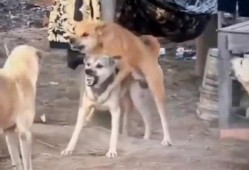 二狗爆料最新视频,揭秘娱乐圈惊人内幕