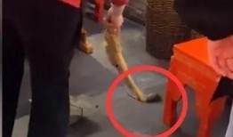 武汉刘女士最新爆料,揭秘XX事件背后惊人真相