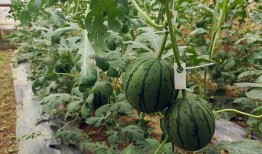 五一吃瓜爆料最新一期,揭秘娱乐圈最新热点事件